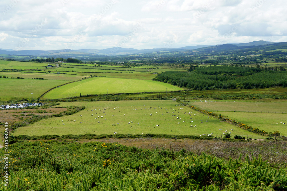 Landscapes of Ireland. Sheep and green meadows.