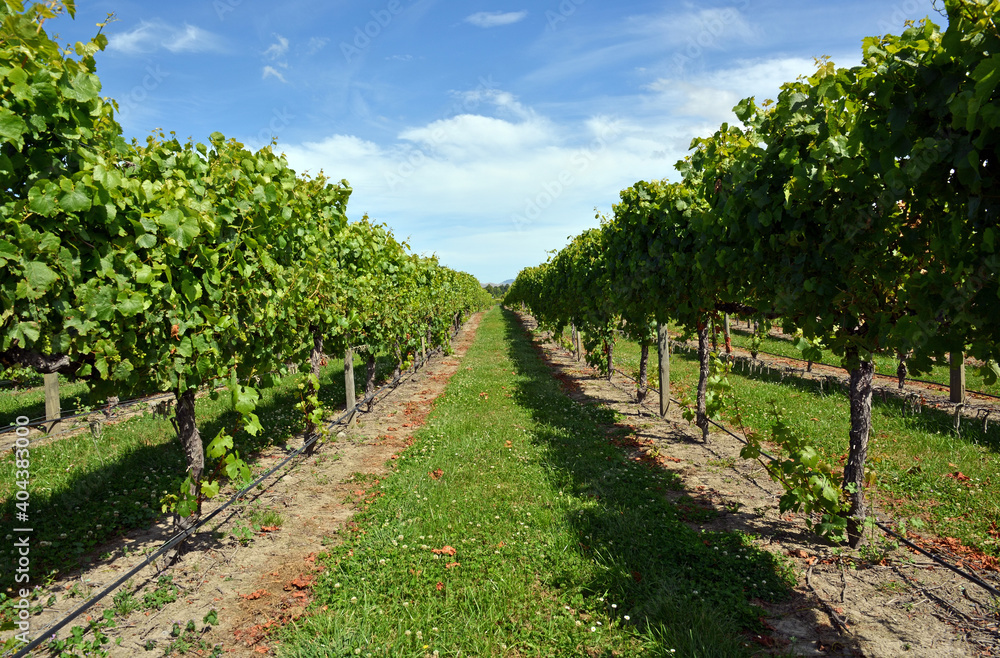 Chardonnay Grape Vines in the Wairau Valley, Marlborough.
