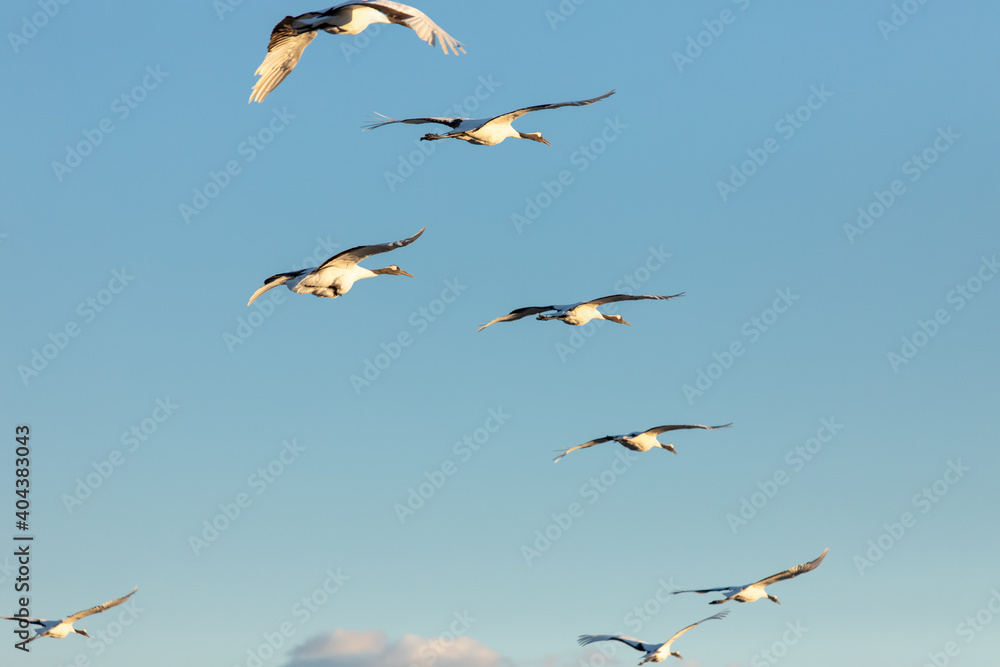 Fototapeta premium 北海道 阿寒郡鶴居村のタンチョウ鶴