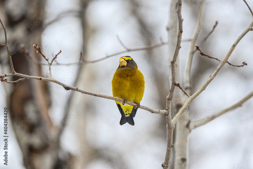 Naklejka premium Male Evening Grosbeak Sitting on Tree Branch in Winter
