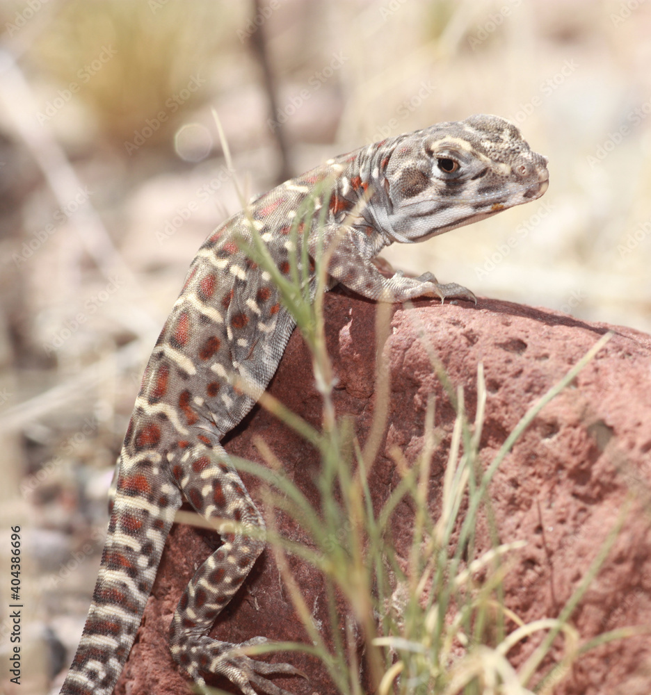 Φωτογραφία A long-nosed leopard lizard (Gambelia  wislizenii) rests on a red rock in the New Mexico desert