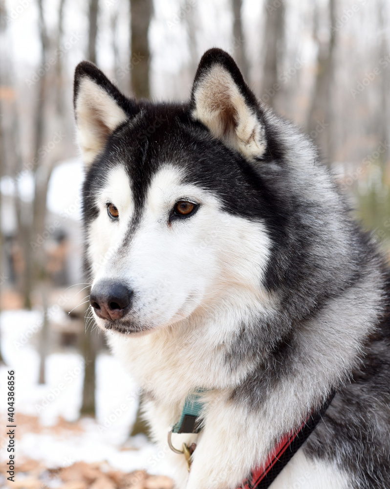 Young malamute looking away on a winter day. Close up