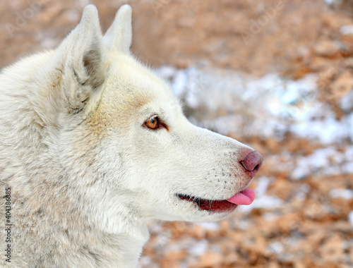 Brown young Siberian husky showing tongue and looking away