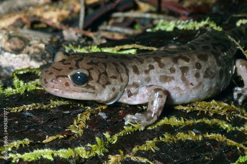 Close-up view of a Coastal Giant Salamander (Dicamptodon tenebrosus). 
