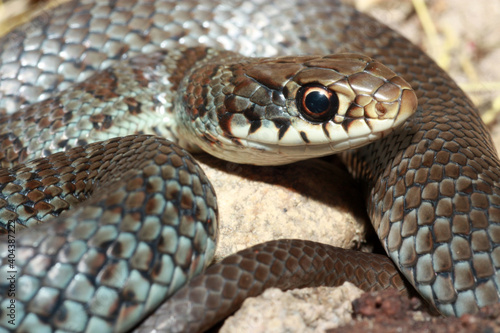 Close-up of the head of a Blue Racer snake (Coluber constrictor foxii).  This individual is developing the adult blue coloration, but still has some of its juvenile spotted pattern.  © Michael