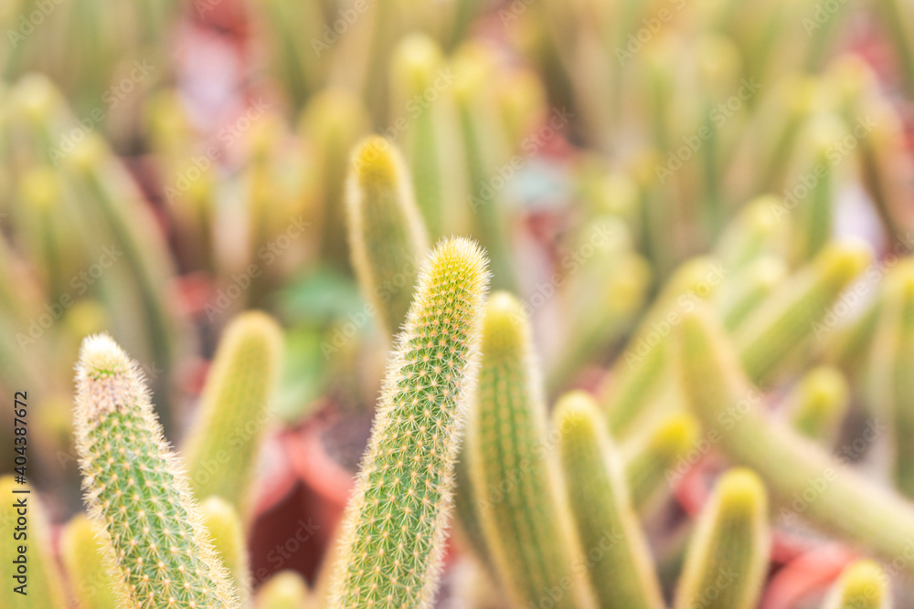 Beautiful Golden finger cactus mammillaria elongata