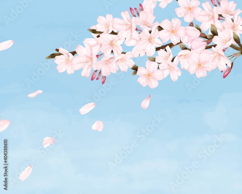Fototapeta Naklejka Na Ścianę i Meble -  花びらが散る桜の木　青空　景色　水彩風イラスト
