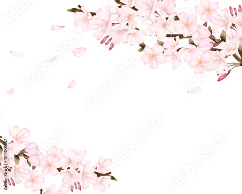 花びらが散る桜 風景 水彩風イラスト