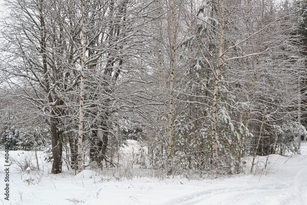 Obraz premium Forest covered by snow in Winter Landscape