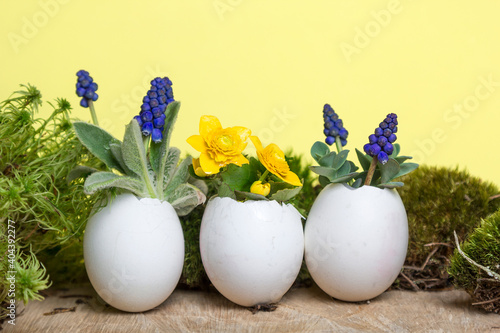 Colorful spring flowers in egg shell flowerpot for Easter on yellow eco background with moss and wooden podium. Easter greeting card concept in trendy minimal style, copy space