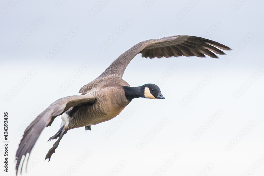 Fototapeta premium Endangered Dusky Canada Goose Prepares to Land in Oregon Refuge