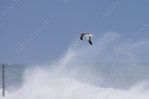 Western Gull Dwarfed by Massive Storm Wave on the Oregon Coast