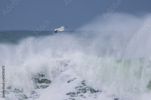 Western Gull Dwarfed by Massive Storm Wave on the Oregon Coast