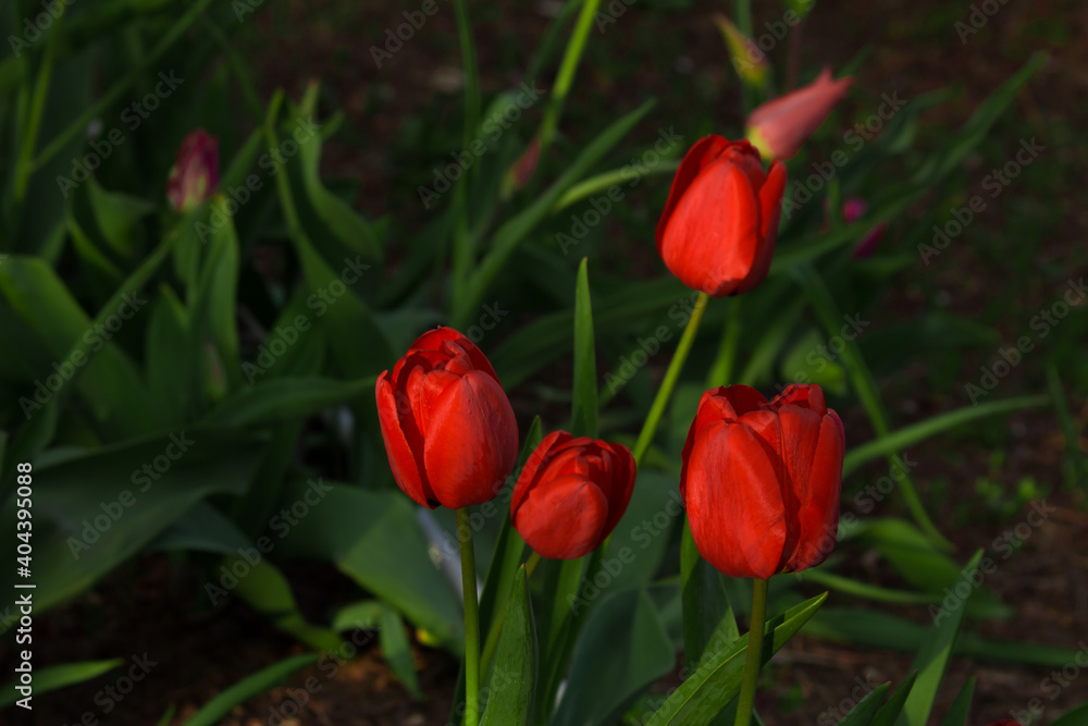 Red tulips, in the elemental light. Spring Red tulips, in the elemental light. Spring