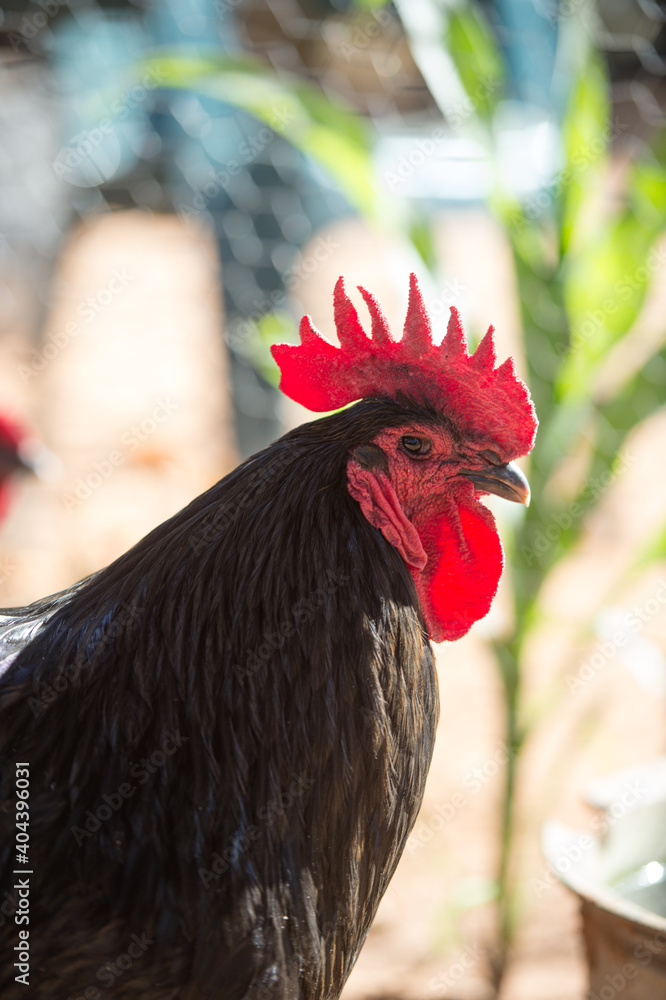 black australorp rooster portrait on small rural hobby farm in barnyard  with red comb blade and wattle