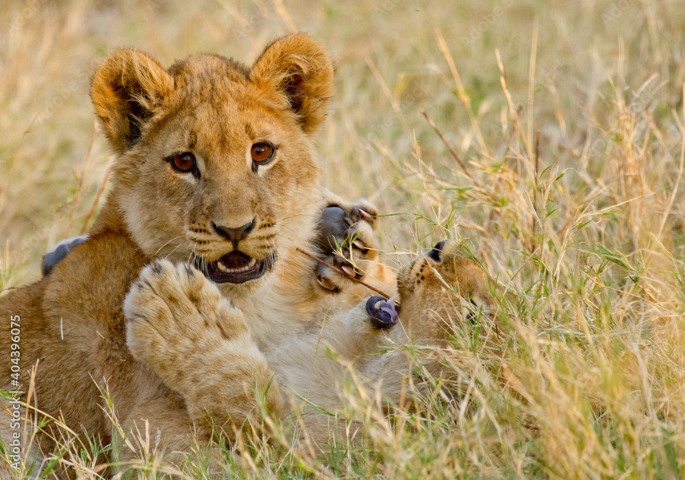 Lion Cub playing Lion Cub playing