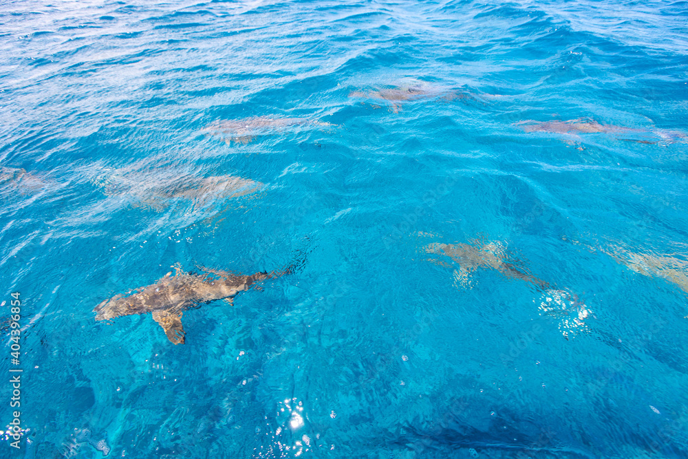 A school of sharks swim below the surface of the turquoise blue ocean water in the South Pacific near Bora Bora