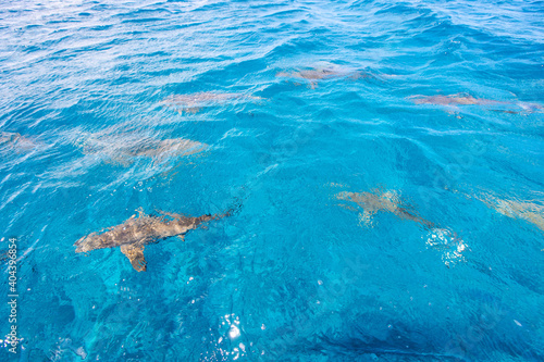 A school of sharks swim below the surface of the turquoise blue ocean water in the South Pacific near Bora Bora