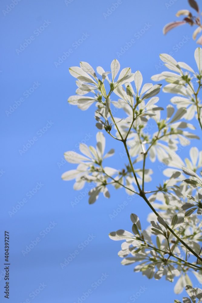 white christmas blossom white christmas blossom