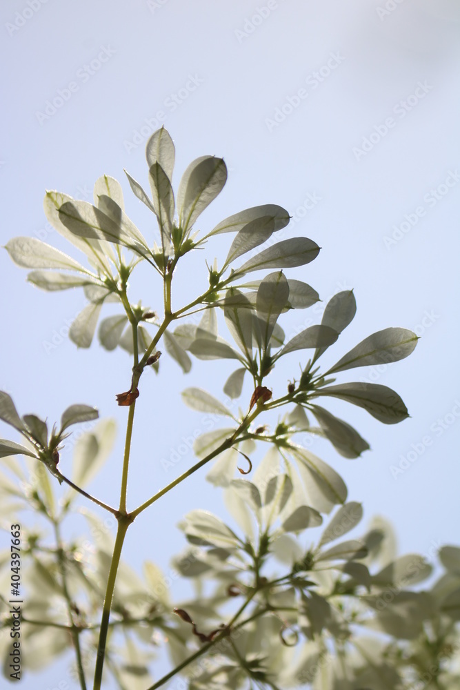 Obraz premium white christmas blossom