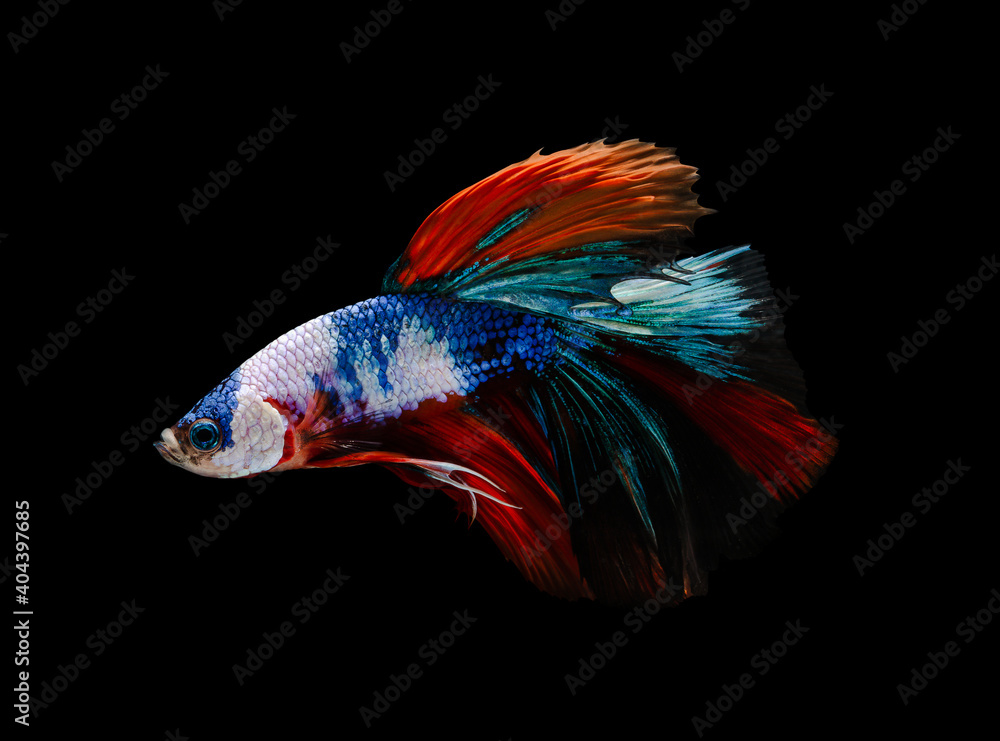 Colorful half moon Betta splendens fish (Siamese fighting fish) on black background. Colorful half moon Betta splendens fish (Siamese fighting fish) on black background.