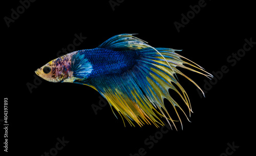 Yellow and blue crowntail Betta splendens fish (Siamese fighting fish) on black background.