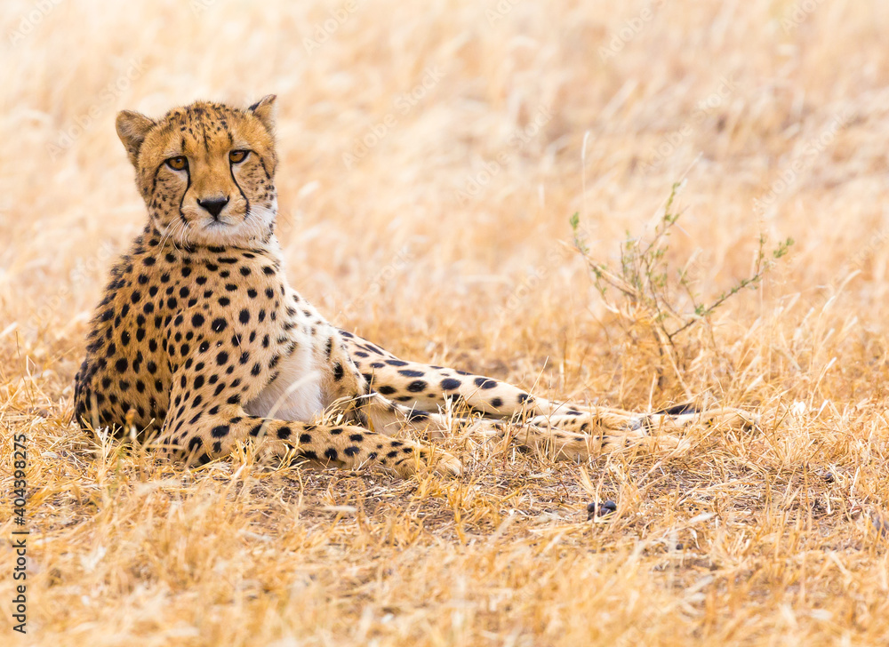 Naklejka premium Cheetah laying down in grass