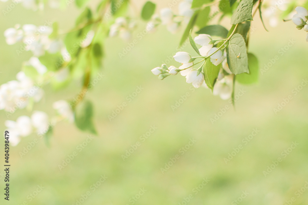 Branches of blossoming flowering plants on natural blurry background. Fresh green tree leaves of light outdoors sun on summer. Close-up, copy space Branches of blossoming flowering plants on natural blurry background. Fresh green tree leaves of light outdoors sun on summer. Close-up, copy space