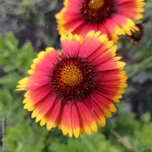 Beautiful flowers