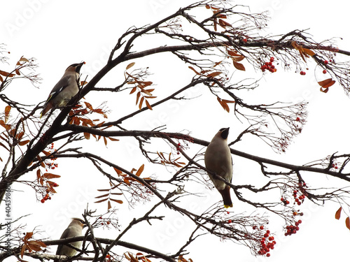 Canvas Print Autumn background with a birds on a branch with berries and a blank place for te