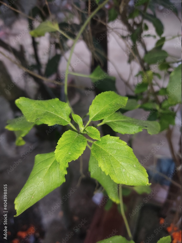 nice basil tree in the nurture nice basil tree in the nurture