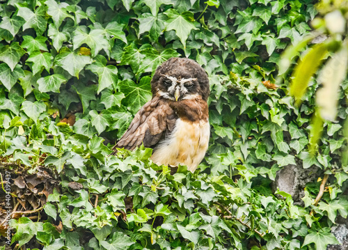 Spectacled owl (Pulsatrix perspicillata), Parque Condor, Otavalo, Ecuador photo