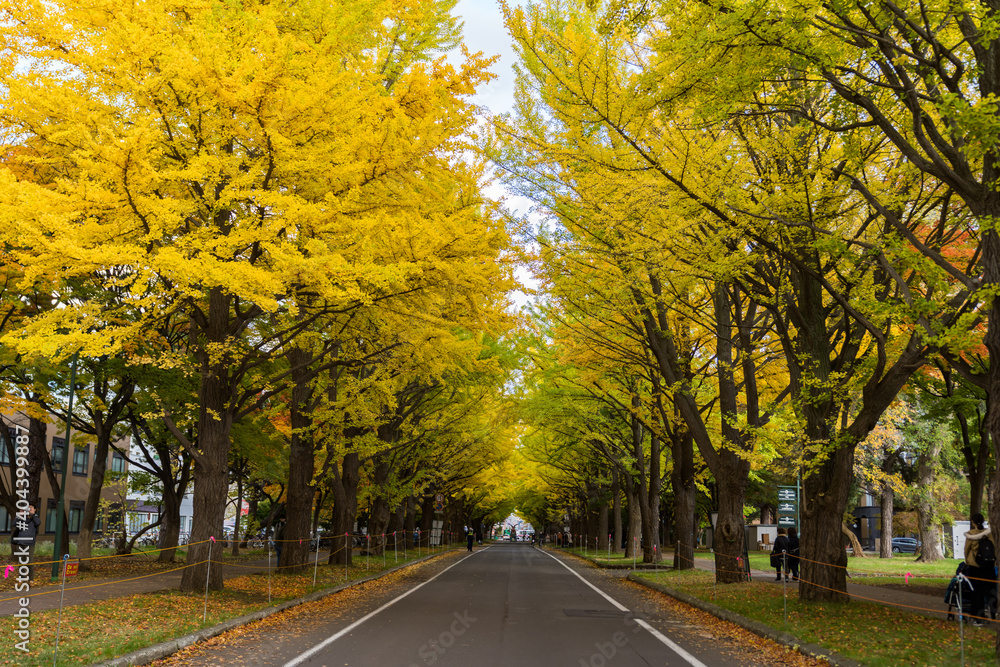 Obraz premium 北海道大学 銀杏並木