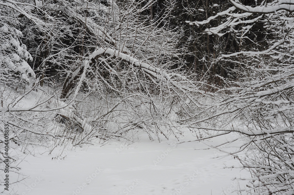 A small forest pond on a snowy, overcast January morning. Moscow region. Russia. A small forest pond on a snowy, overcast January morning. Moscow region. Russia.