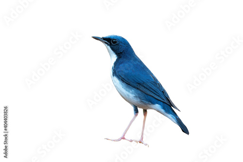 Closeup Siberian Blue Robin isolated on white background