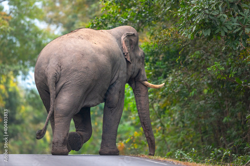 A large Asian wild elephant is walking on a road in a national park.
