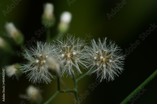 Triple Emilia sonchifolia or dandelion seed with blurry background, selective focus. 
