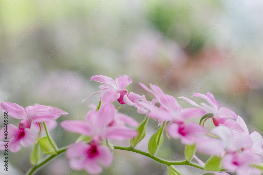 Obraz premium Beautiful Dendrobium Orchid flower blossom in garden