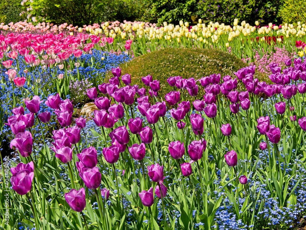 Lush garden blooming in the spring with colorful tulips on the flower beds
