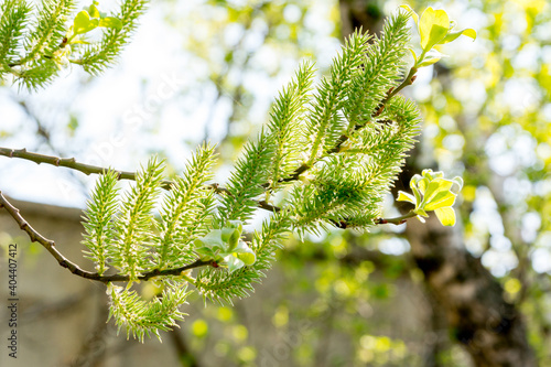 Spring forest. Flowering willow tree (salix lasiolepis)  photo