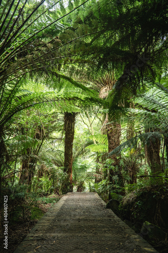 narrow track in the forest near Hopetoun falls  Victoria  Australia with ferns and trees