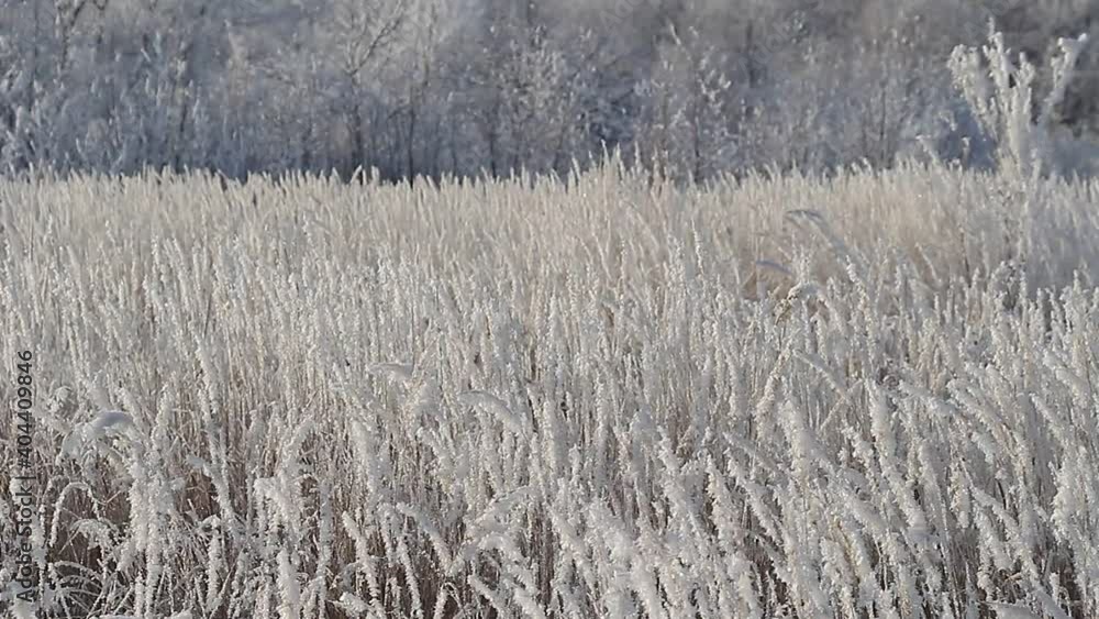 Fresh fluffy hoarfrost on dry grass on a clear winter morning. Fresh fluffy hoarfrost on dry grass on a clear winter morning.