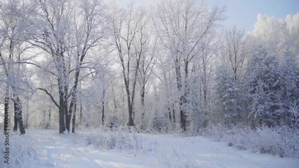 Winter fairy forest with trees covered with snow and frost Winter fairy forest with trees covered with snow and frost