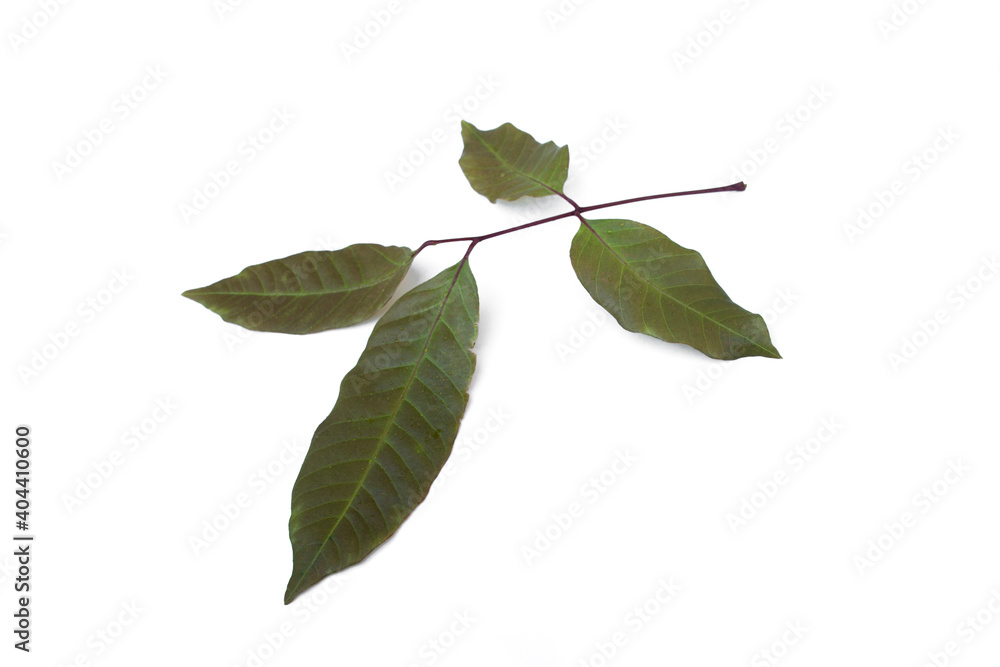 Dimocarpus longan leaves on white background. Dimocarpus longan leaves on white background.