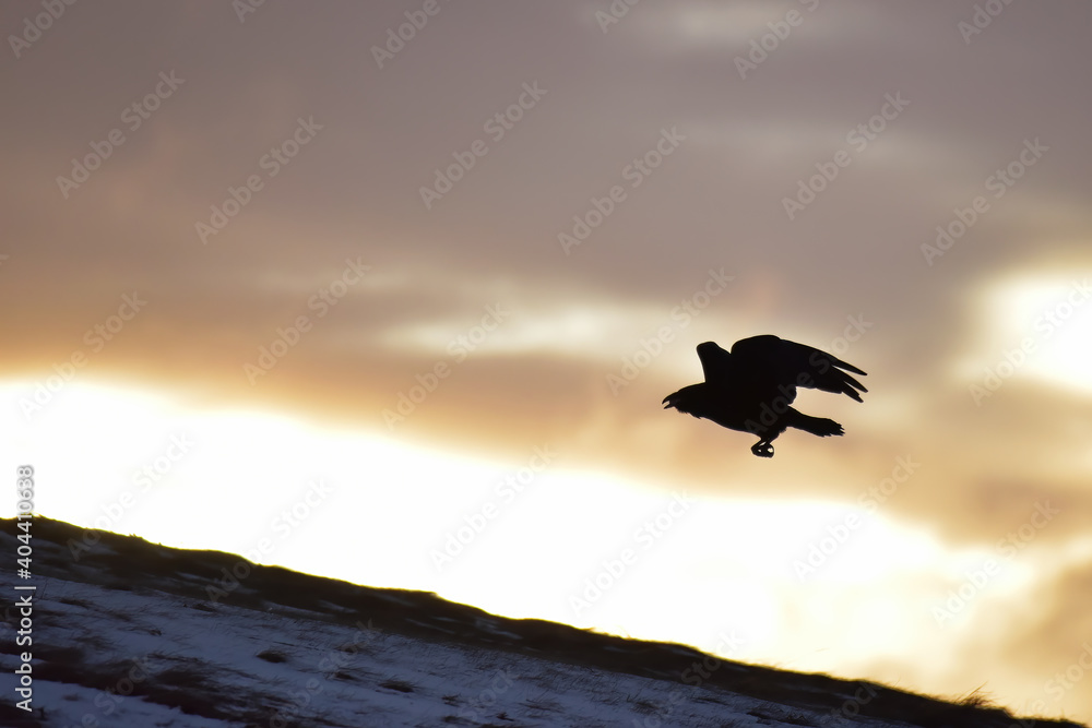 An Alaska raven playing in the sunrise on a winter morning