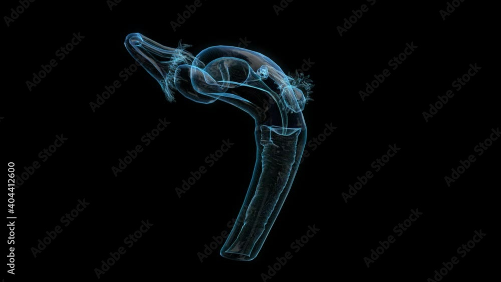 Female reproductive system with nervous system and urinary bladder anatomy. Female reproductive system with nervous system and urinary bladder anatomy.