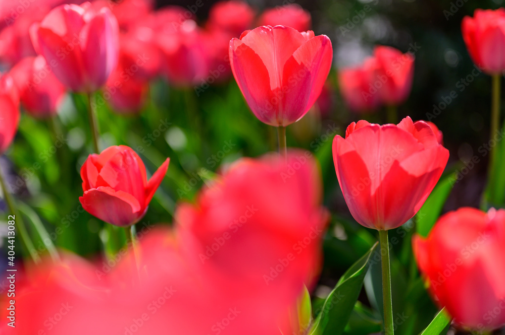 Red tulip flowers are blooming in the garden at morning of spring.