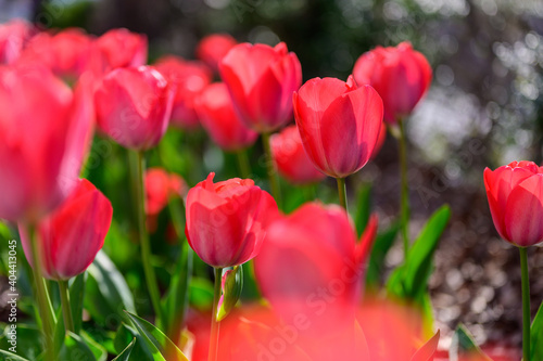 Red tulip flowers are blooming in the garden at morning of spring.