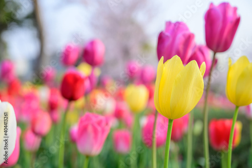 Tulip flowers are blooming in the garden at morning of spring.