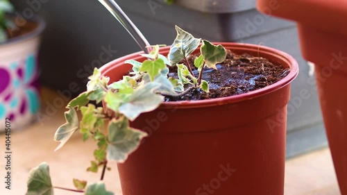 A child pours water into a pot of Algerian ivy, a blurred background photo